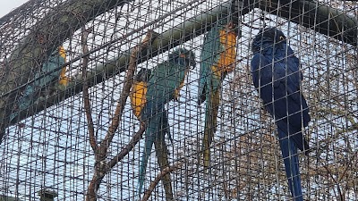 London Zoo Parrots