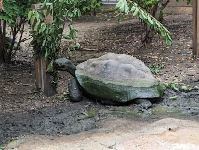 Galapagos Tortoises