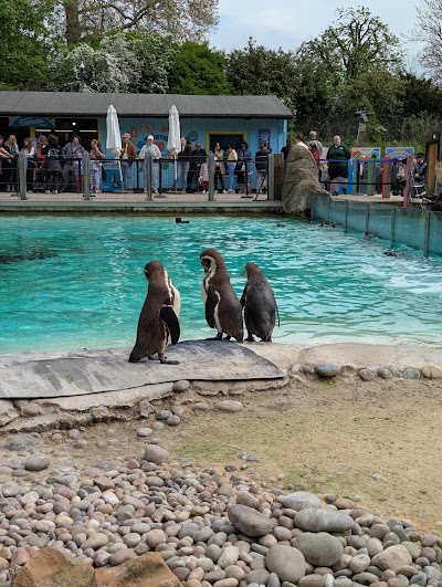 Penguin Beach
