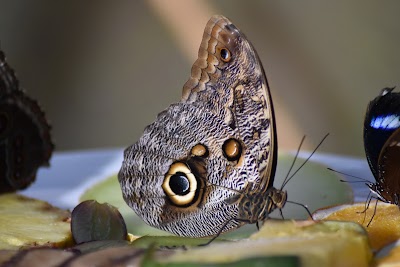 Horniman Butterfly House