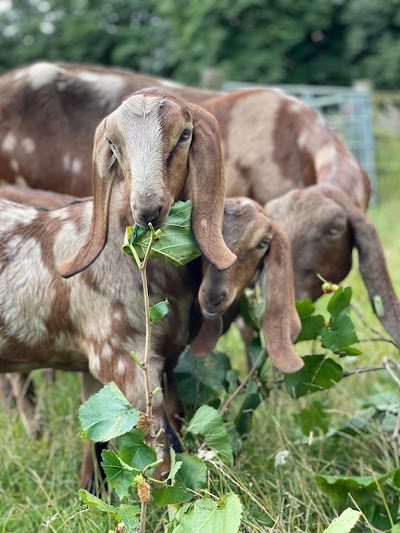 Hackney City Farm