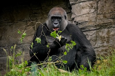 Gorilla Kingdom
